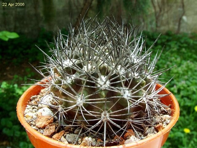 Eriosyce _taltalensis _ssp.taltalensis _02